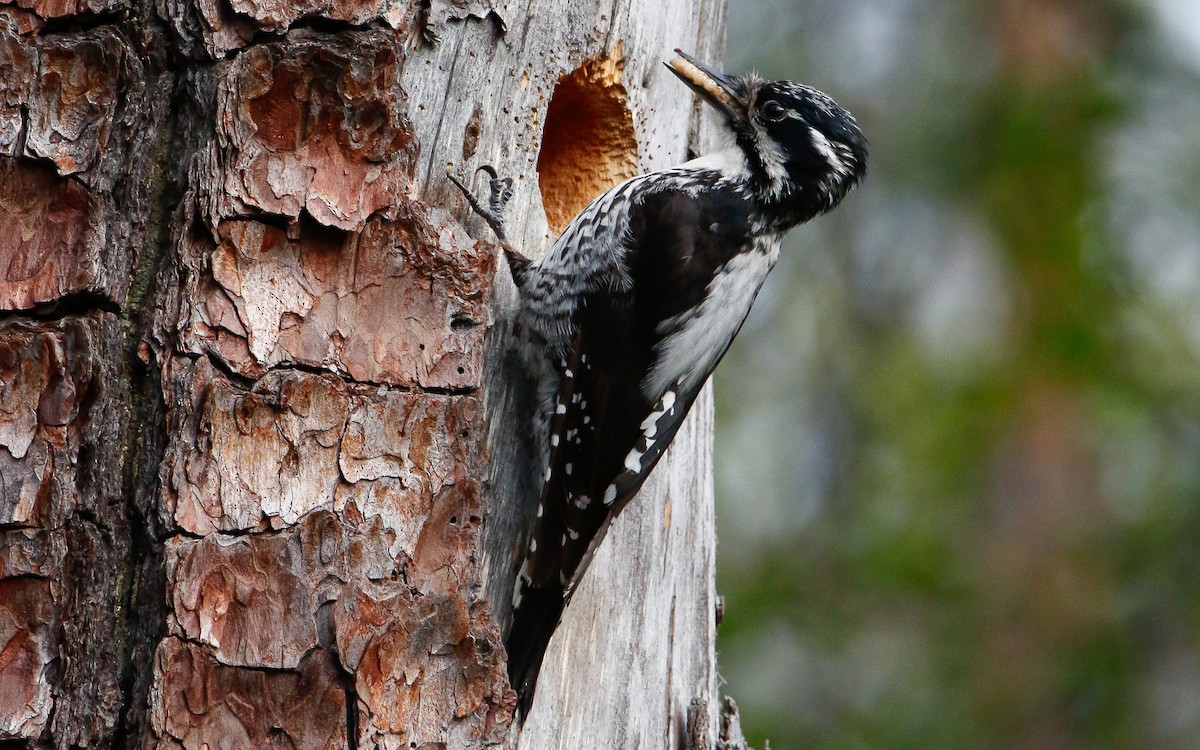 Eurasian Three-toed Woodpecker (Eurasian) - Uku Paal