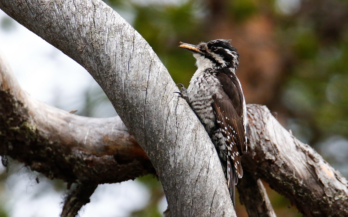 Eurasian Three-toed Woodpecker (Eurasian) - ML588504411