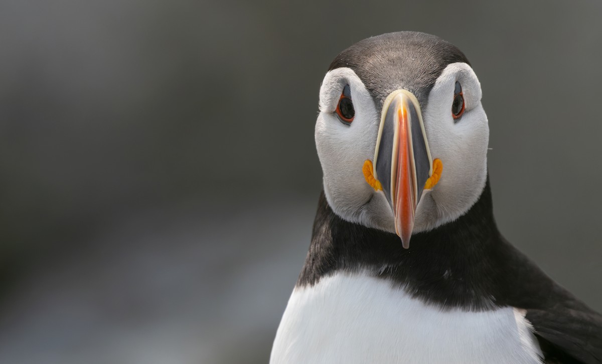 Atlantic Puffin - ML588505641