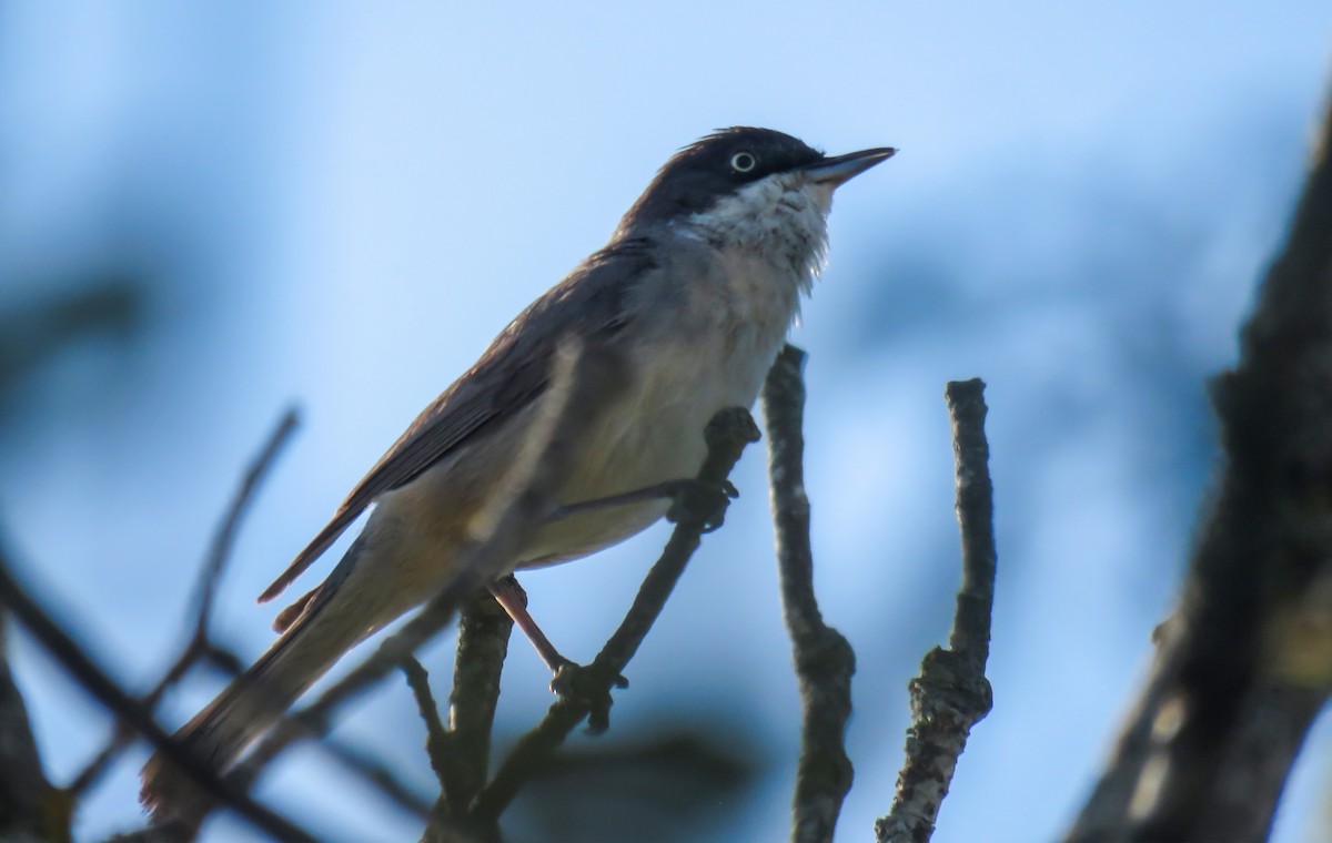 Western Orphean Warbler - Joan Balfagón