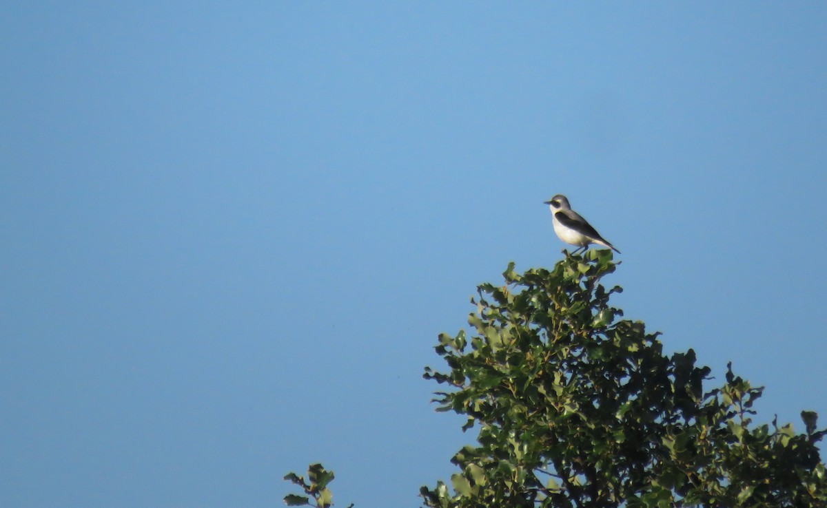 Northern Wheatear - ML588506051