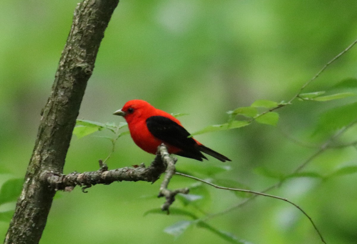 Scarlet Tanager - ML588506331