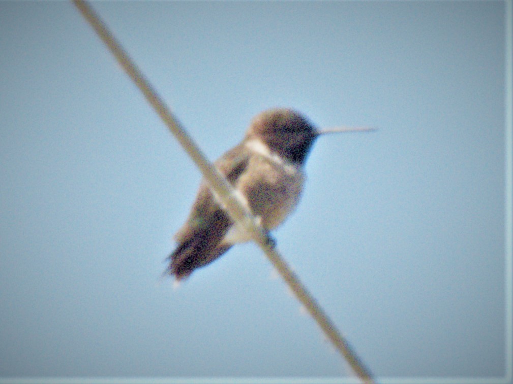 Black-chinned Hummingbird - ML588506871