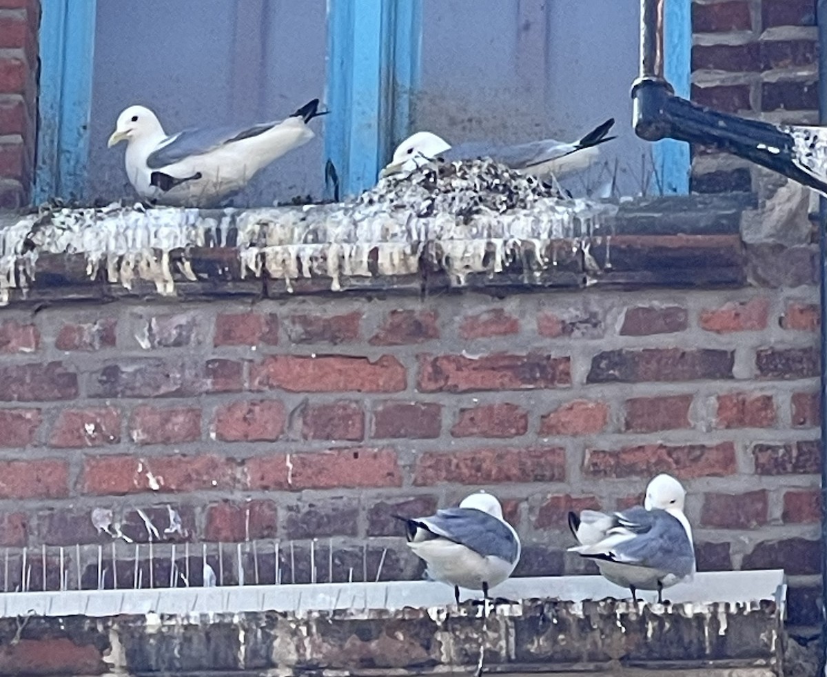 Black-legged Kittiwake - ML588506921