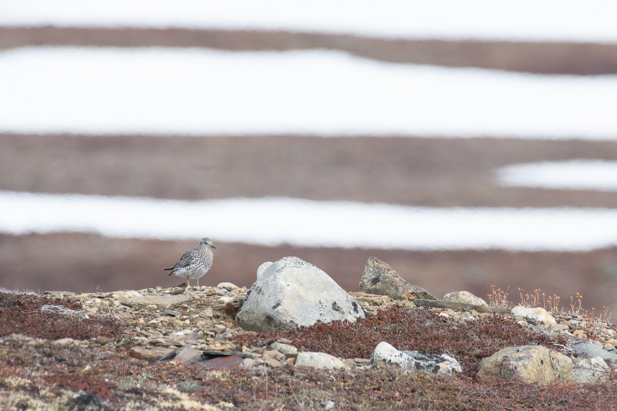 Surfbird - ML588507521