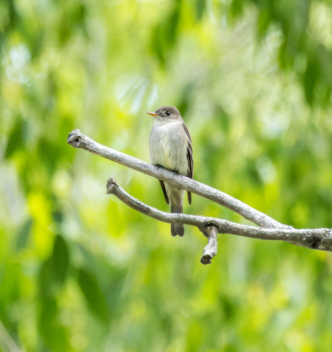 Eastern Wood-Pewee - ML588508751