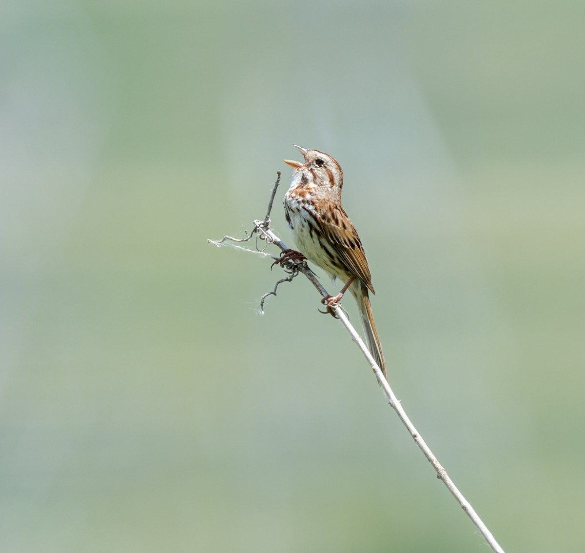 Song Sparrow - ML588508901