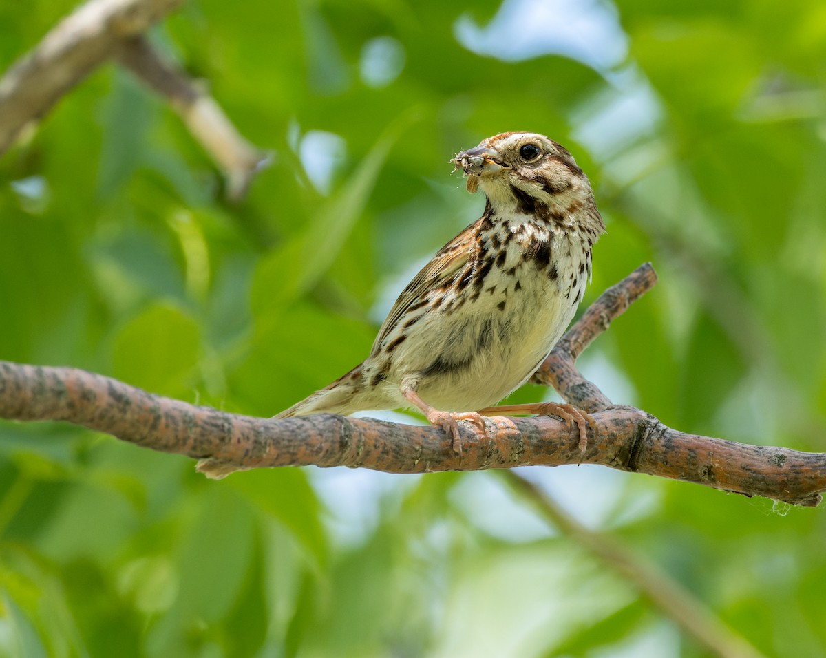 Song Sparrow - ML588508911