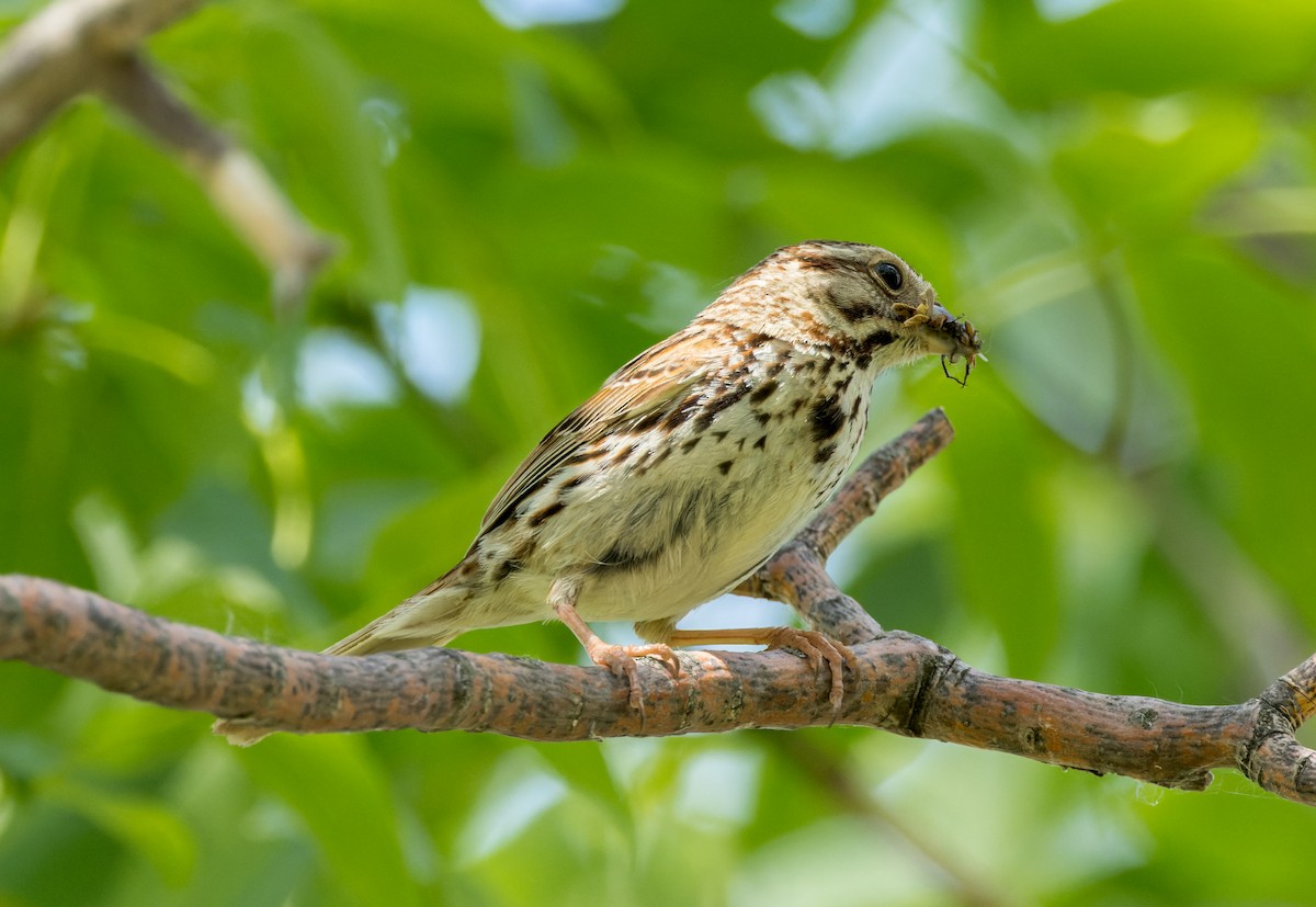 Song Sparrow - ML588508921