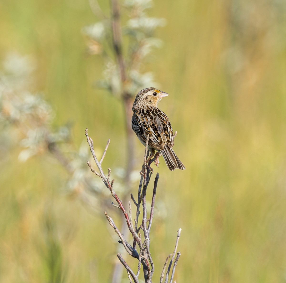 Grasshopper Sparrow - Michael Millner