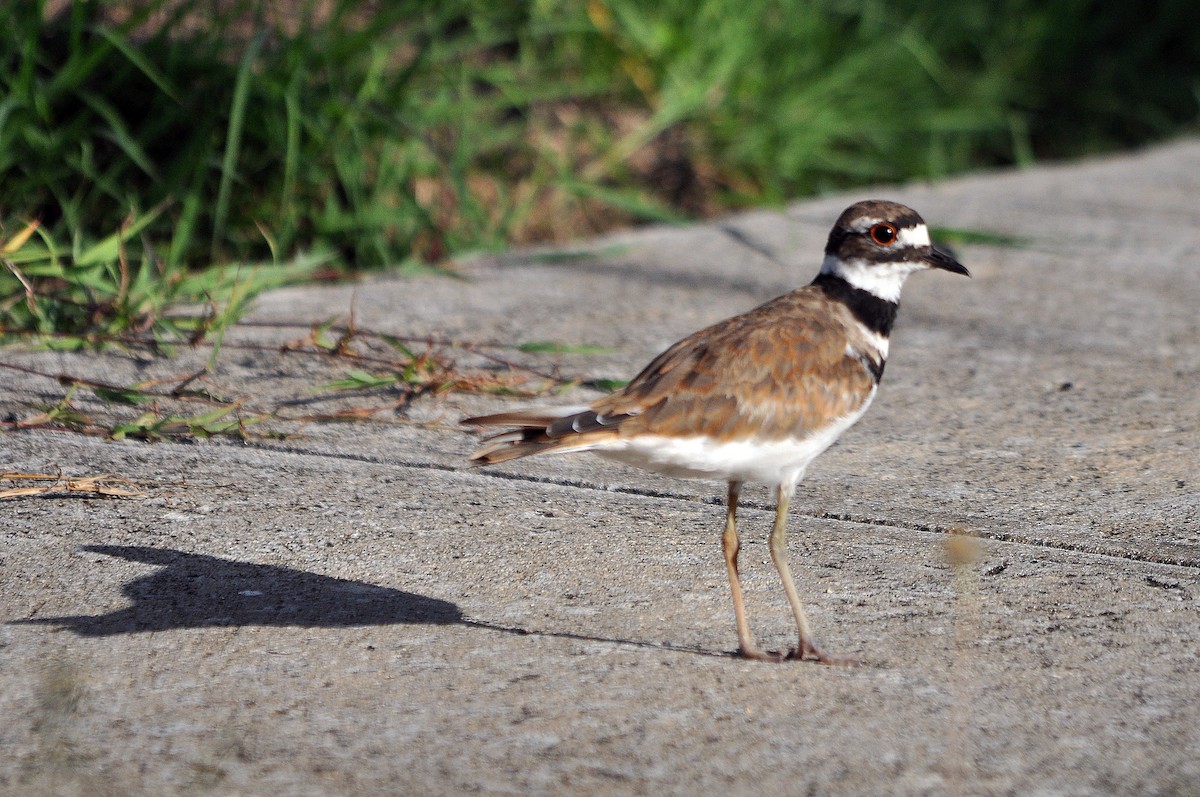 Killdeer - ML588509701