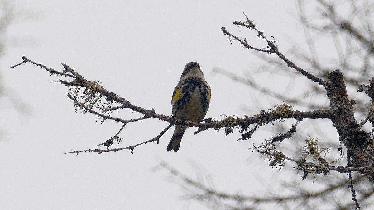 Kronenwaldsänger (coronata) - ML588510021