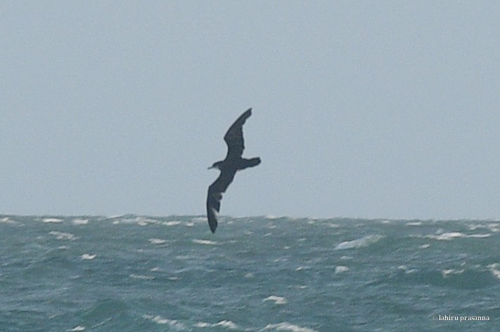 Tropical Shearwater (Indopacific) - Lahiru Walpita