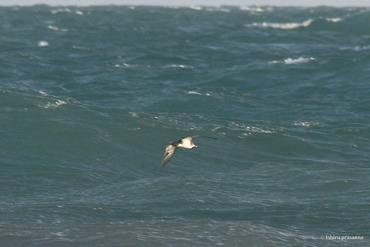 Tropical Shearwater (Indopacific) - Lahiru Walpita