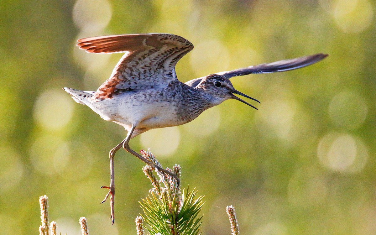 Wood Sandpiper - Uku Paal