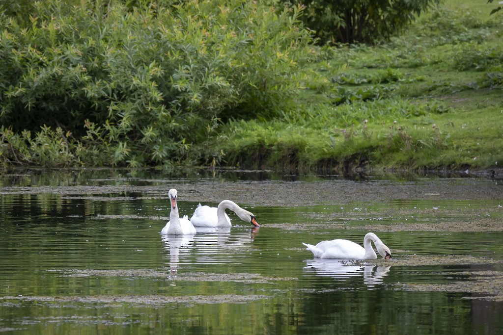 Höckerschwan - ML588511981