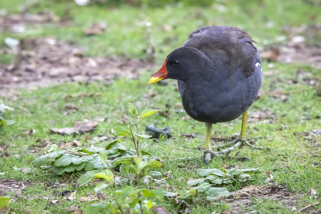 Eurasian Moorhen - John Richards