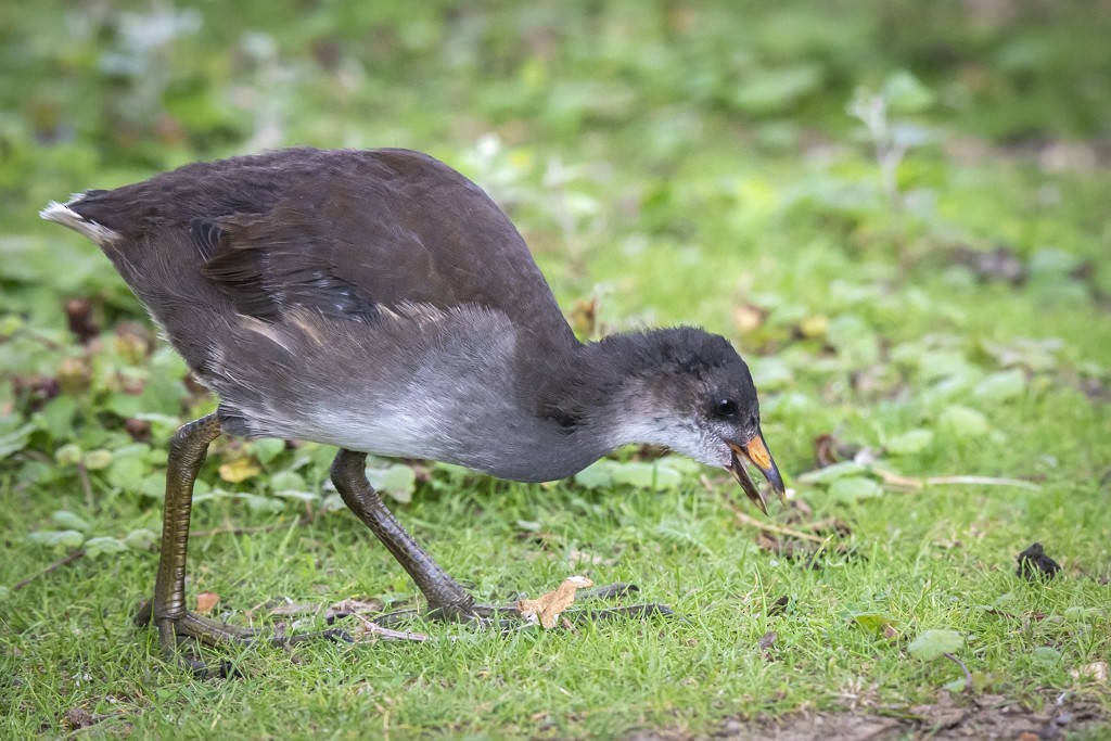 Eurasian Moorhen - John Richards