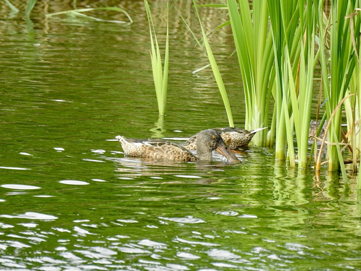 Northern Shoveler - ML588512251