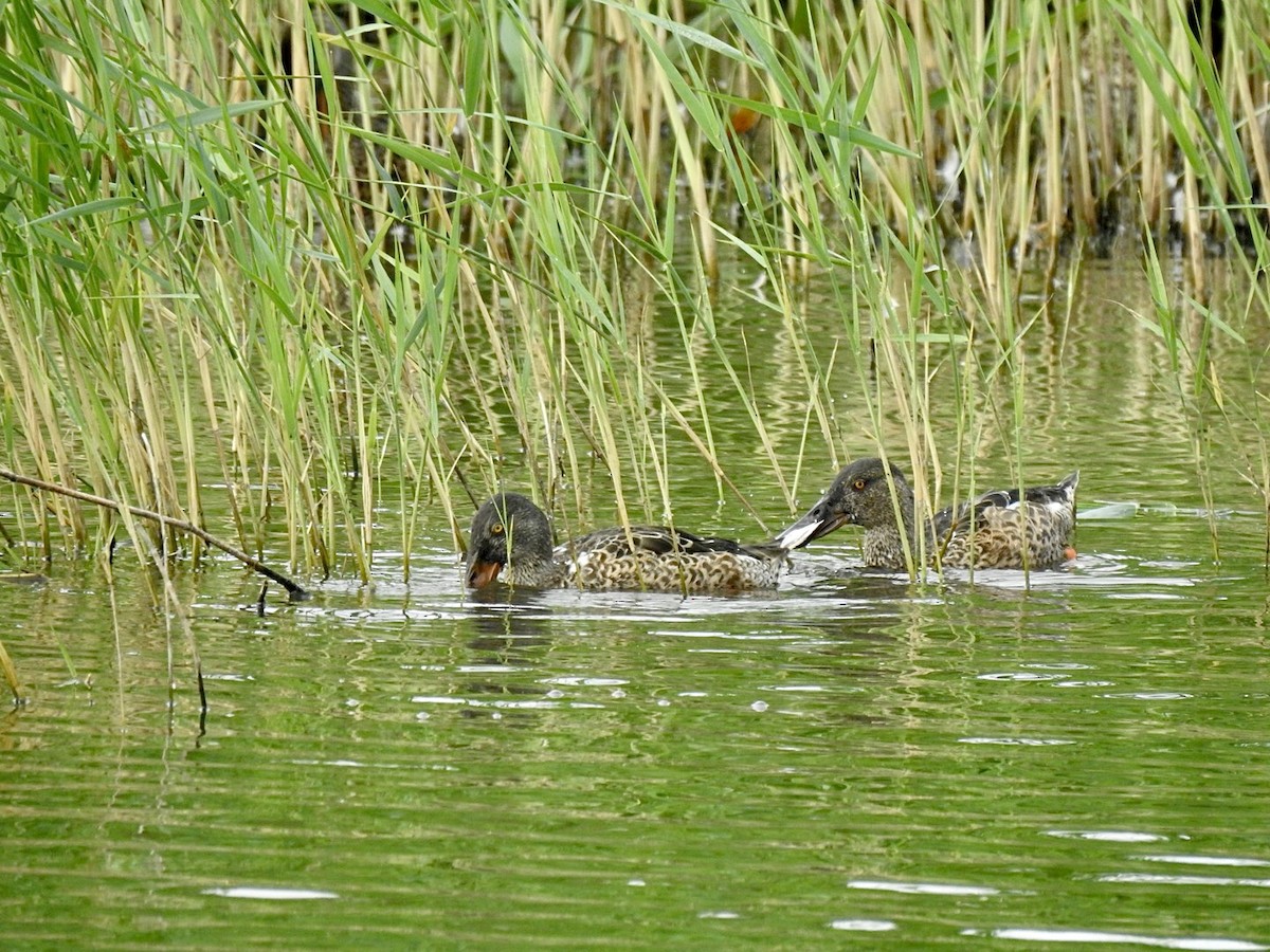 Northern Shoveler - ML588512261