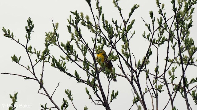 Wilson's Warbler (pileolata) - ML588512851