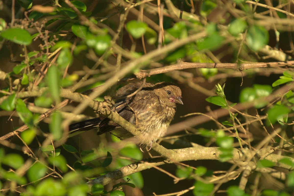 Eastern Towhee - ML588514391