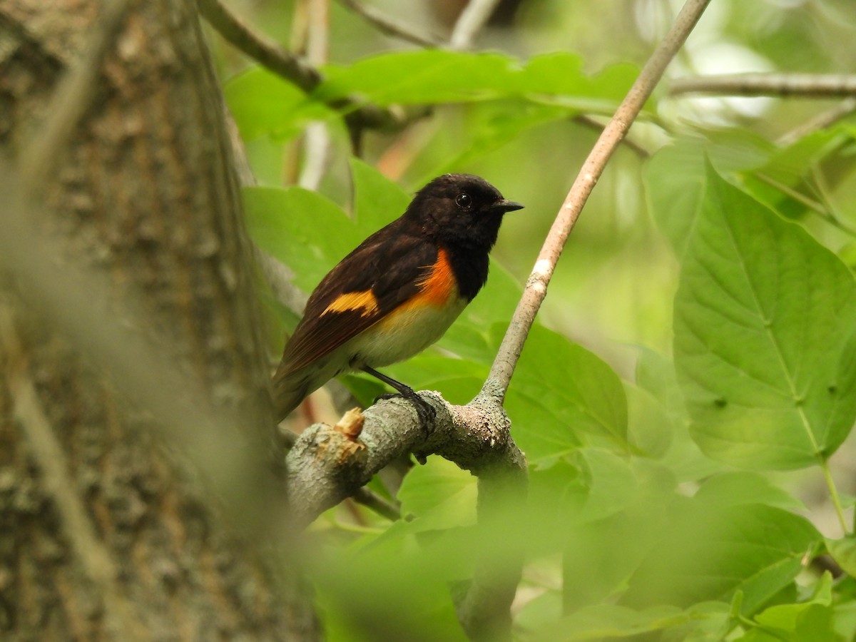 American Redstart - Dany Caouette