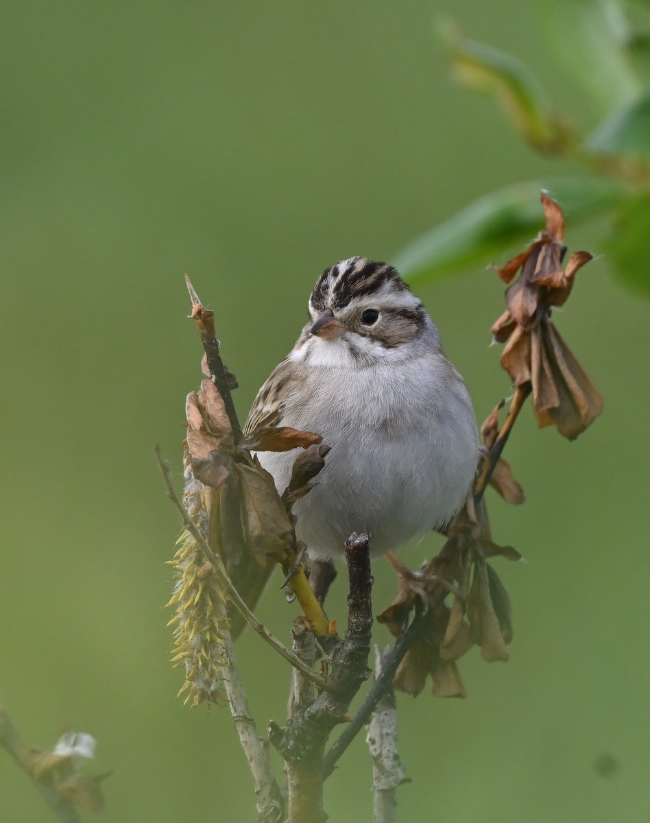 Clay-colored Sparrow - Buzz Scher