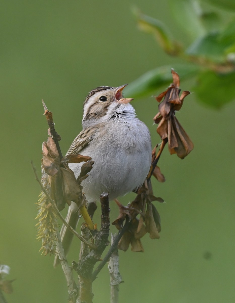 Clay-colored Sparrow - Buzz Scher