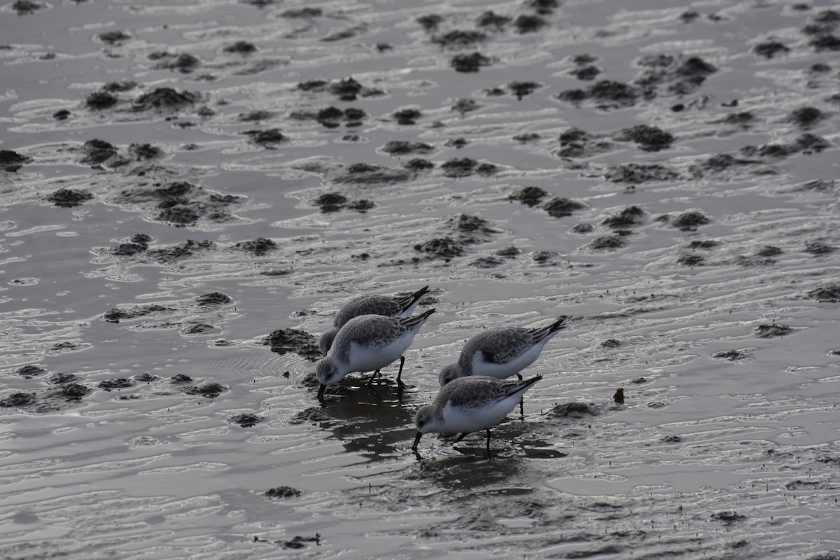 Sanderling - ML588515521