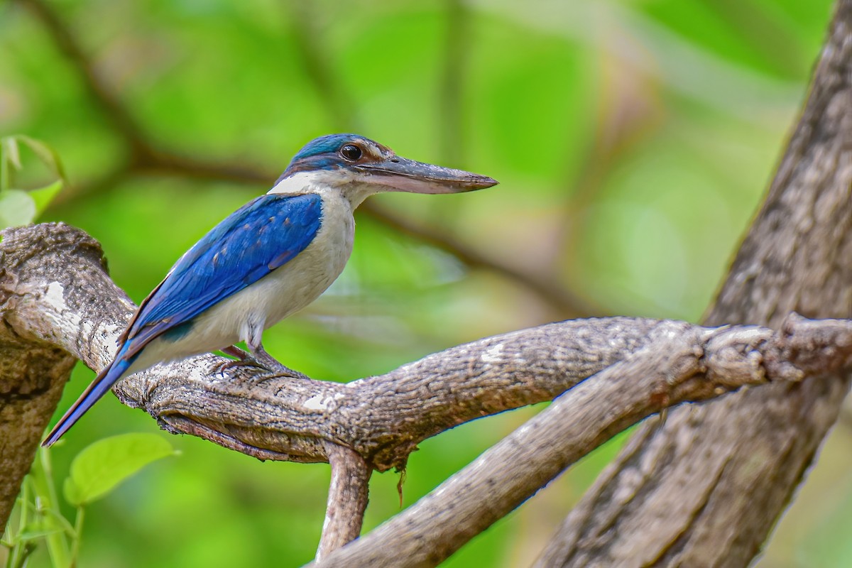 Collared Kingfisher - Thitiphon Wongkalasin