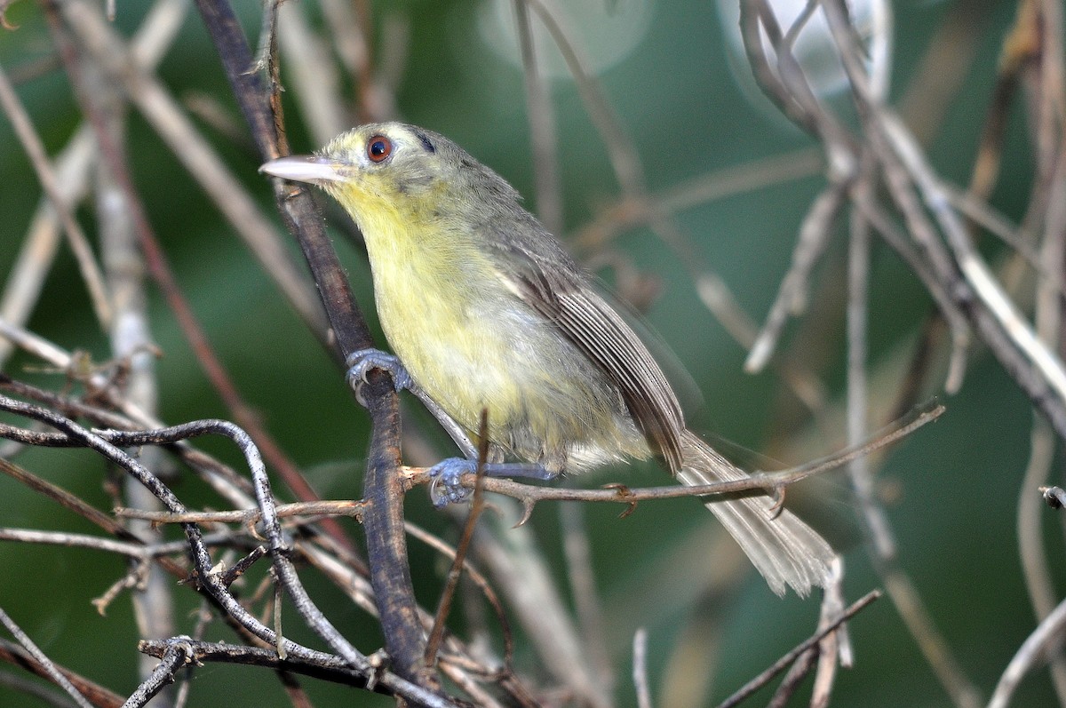 Cuban Vireo - Antonio Ceballos Barbancho