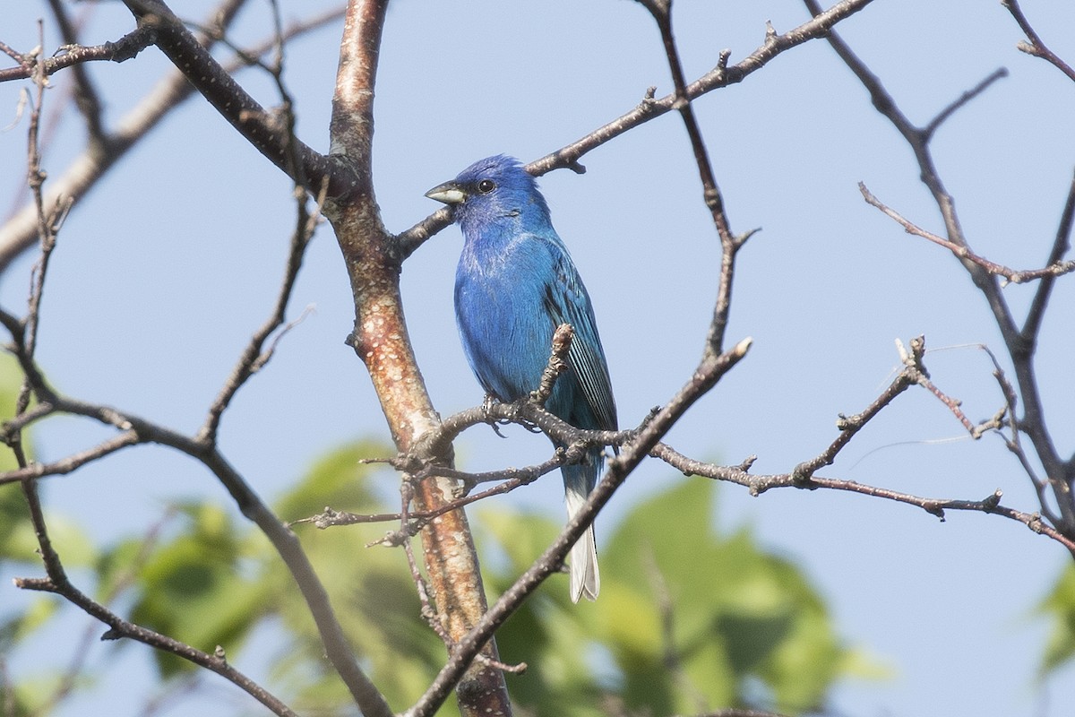 Indigo Bunting - ML58852071