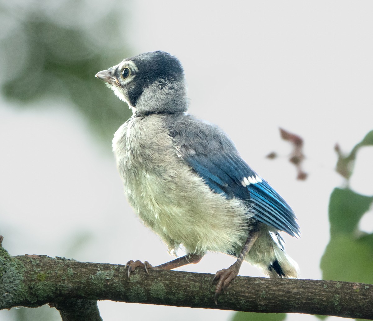 Blue Jay - ML588520921