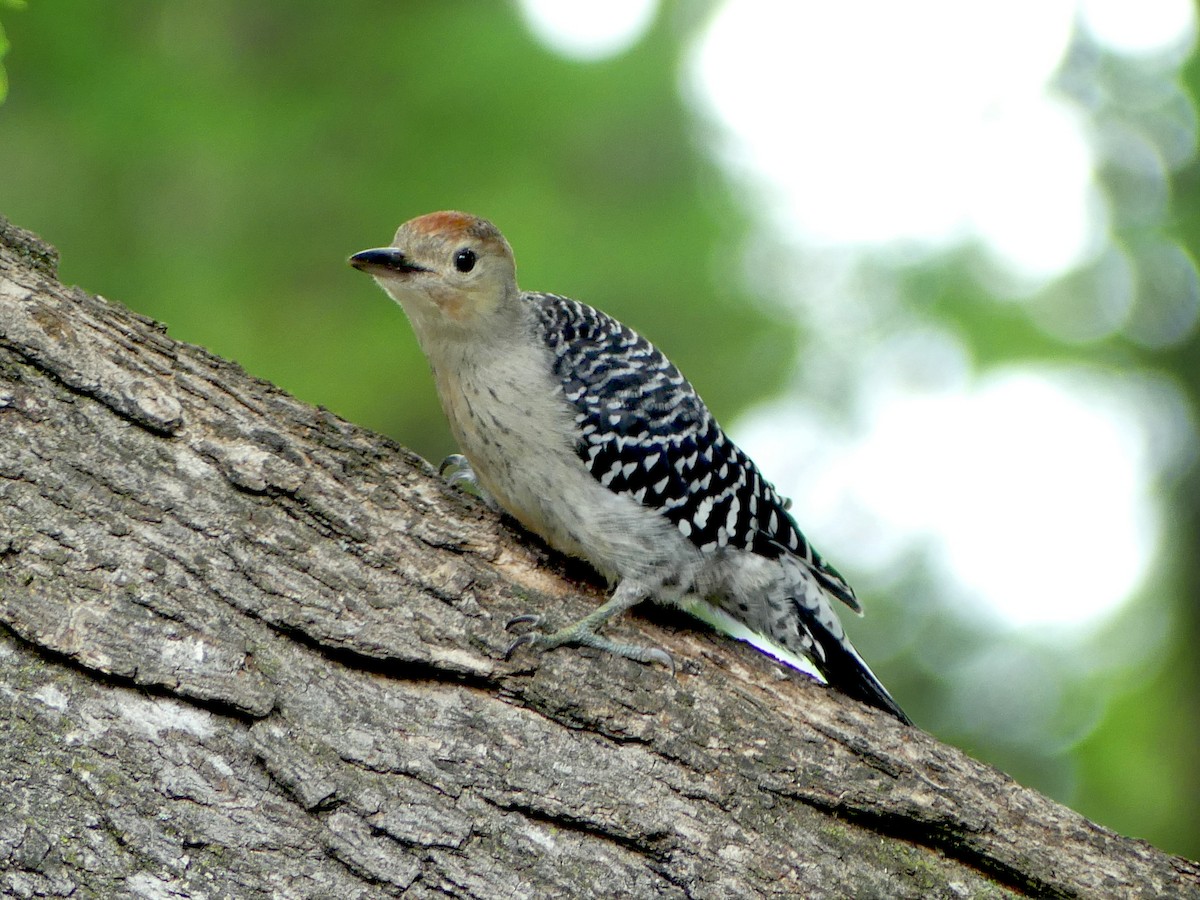 Red-bellied Woodpecker - ML588520961