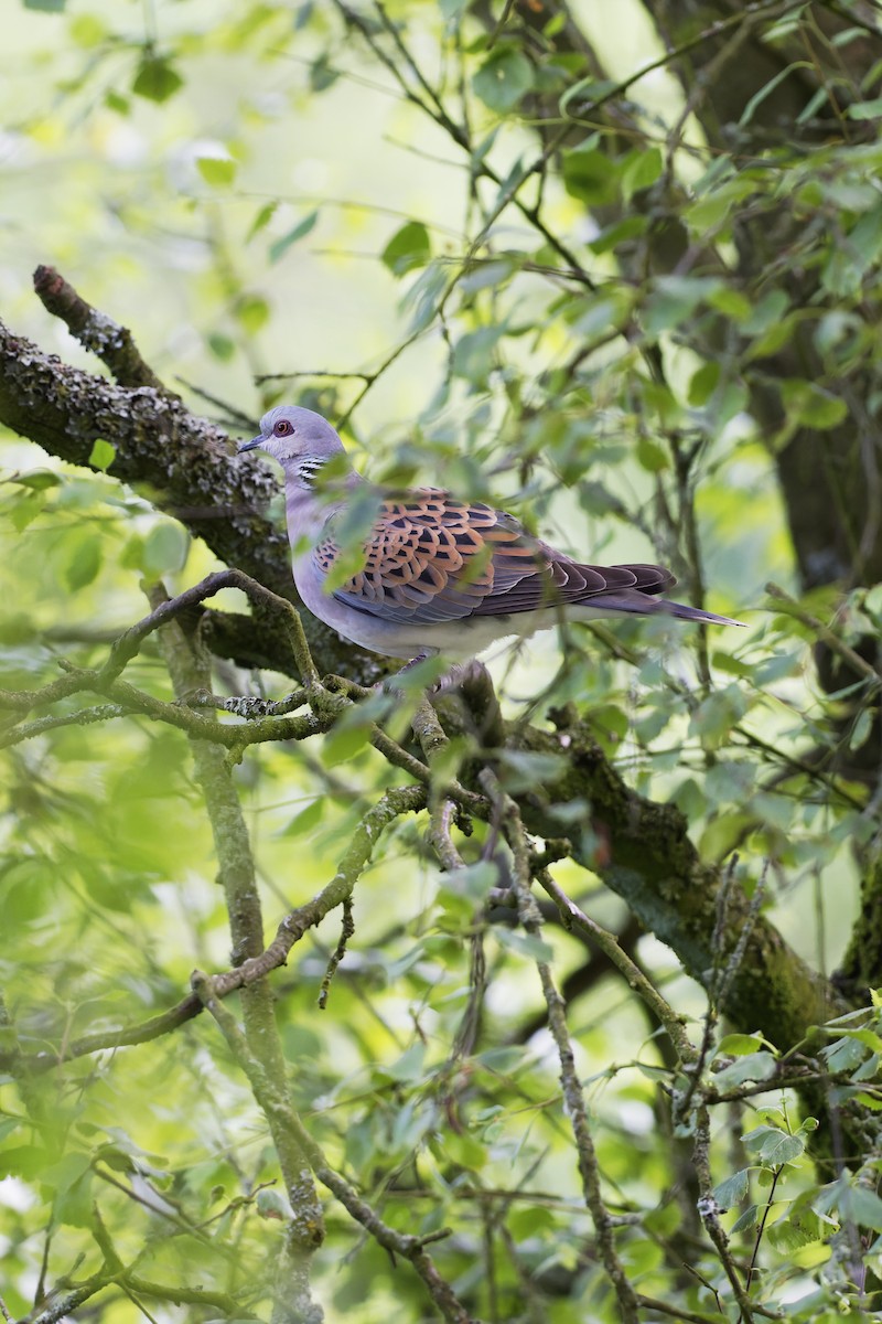 European Turtle-Dove - Titas Balčiūnas