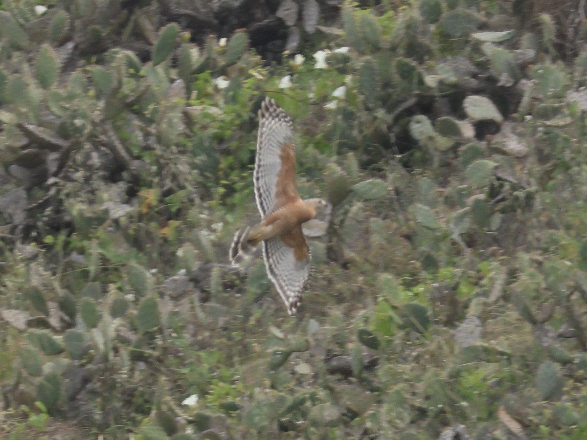 Канюк рудоплечий - ML588522551