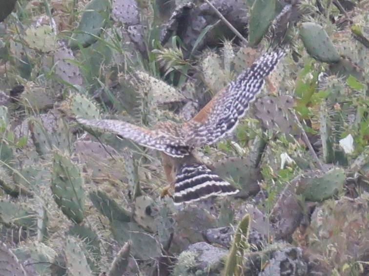 Канюк рудоплечий - ML588522561