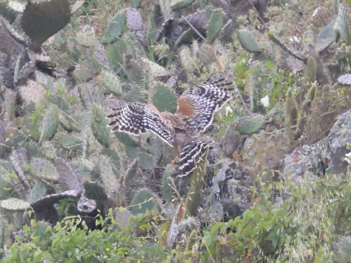 Канюк рудоплечий - ML588522571