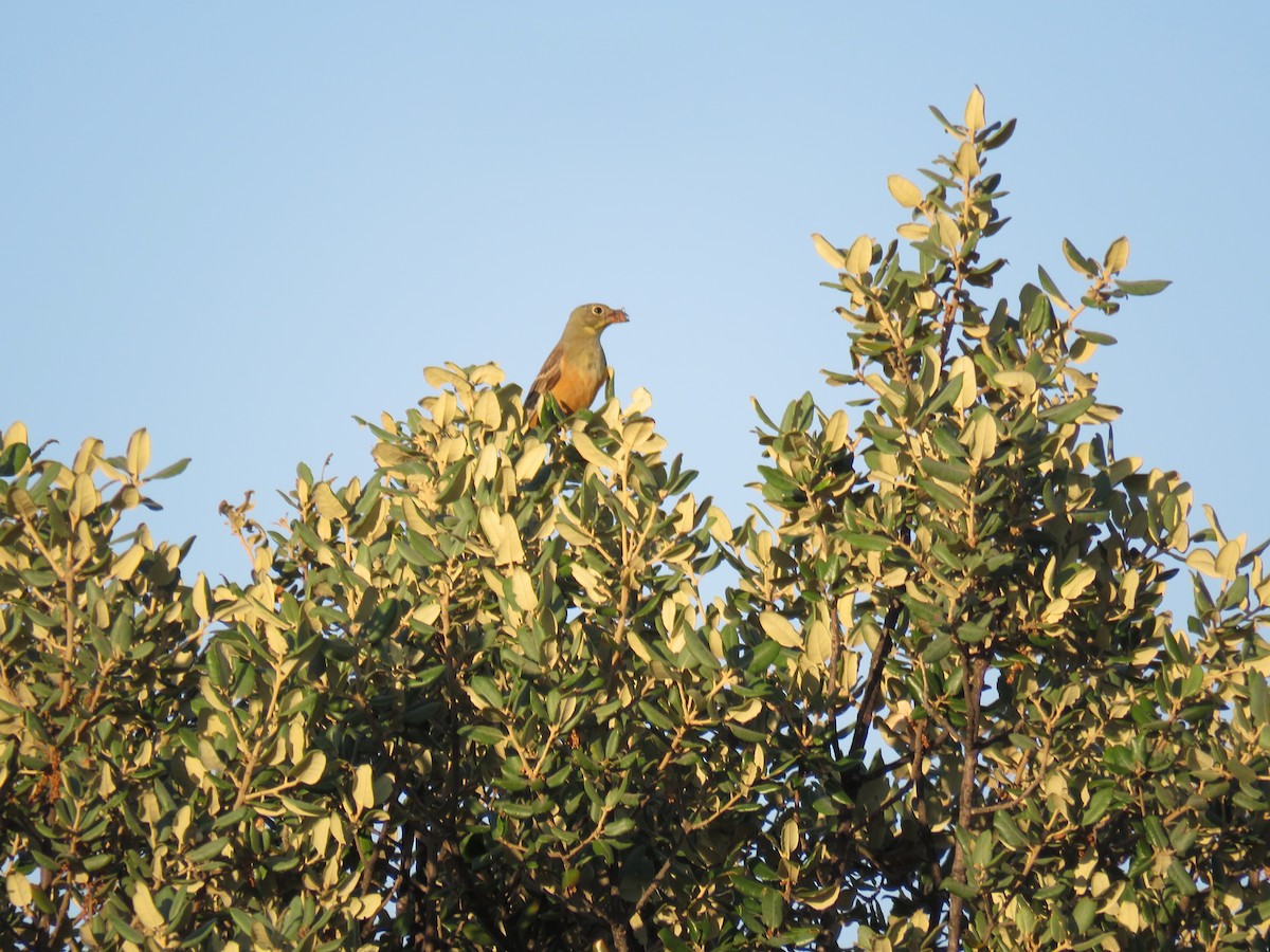 Ortolan Bunting - ML588522621