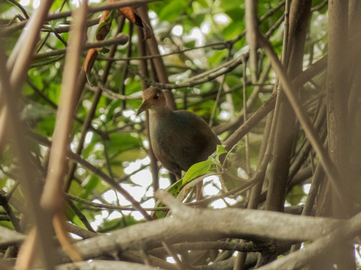 Rufous-necked Wood-Rail - Cesar Vega