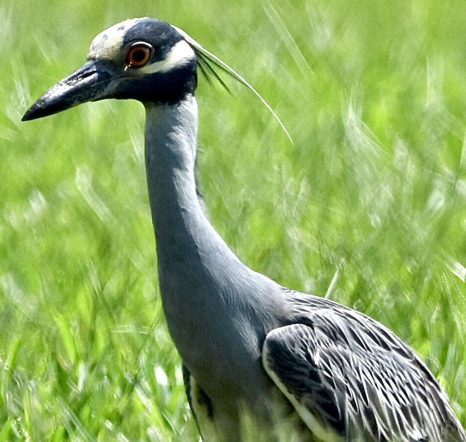 Yellow-crowned Night Heron - ML588523351