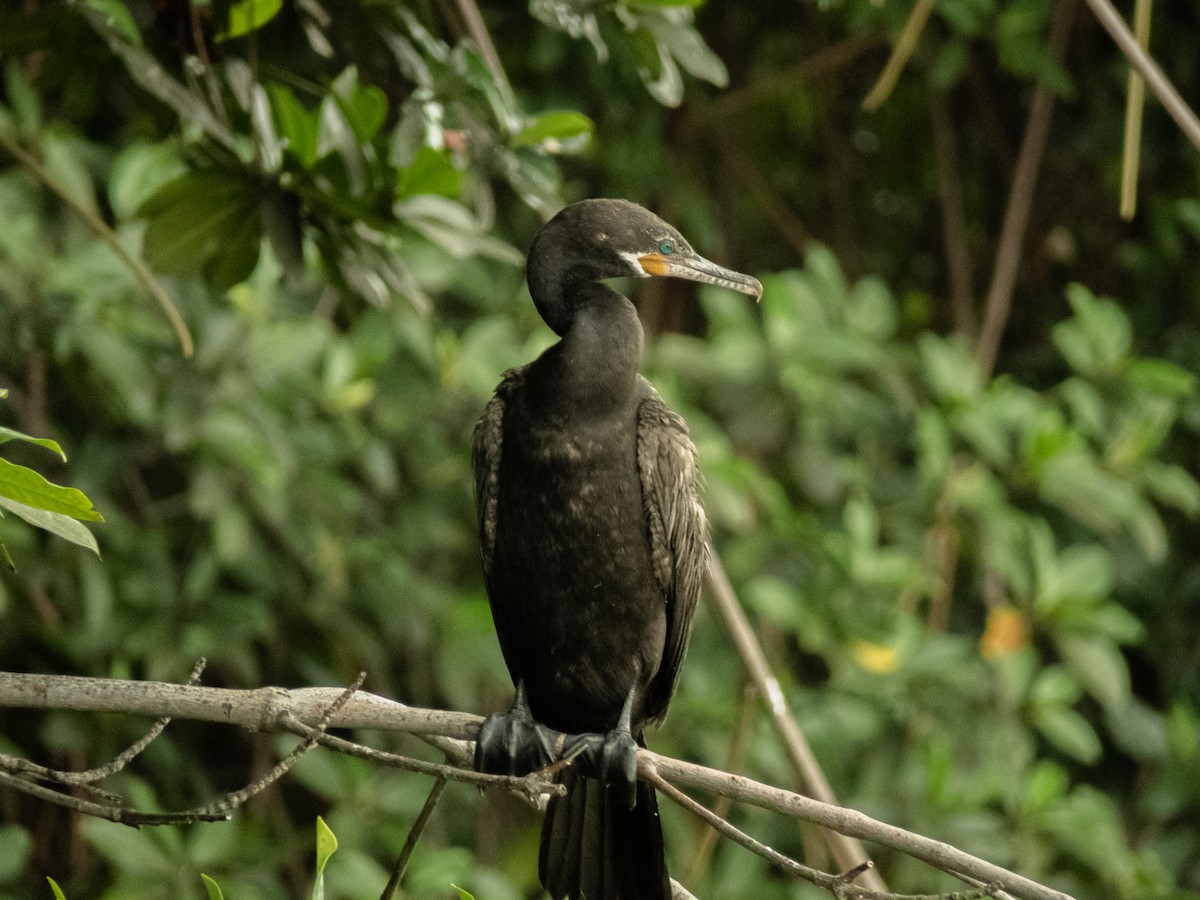 Neotropic Cormorant - Cesar Vega