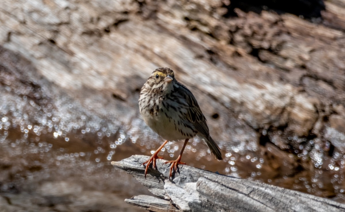 Savannah Sparrow - ML588523901