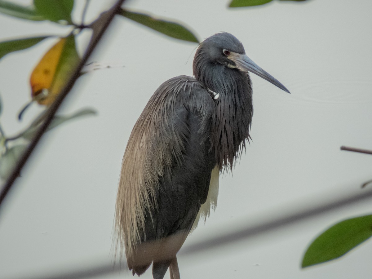 Tricolored Heron - Cesar Vega