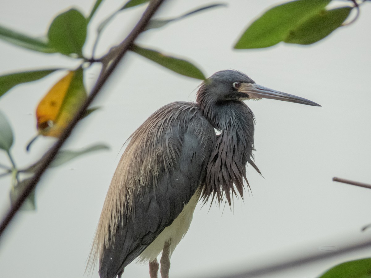 Tricolored Heron - Cesar Vega