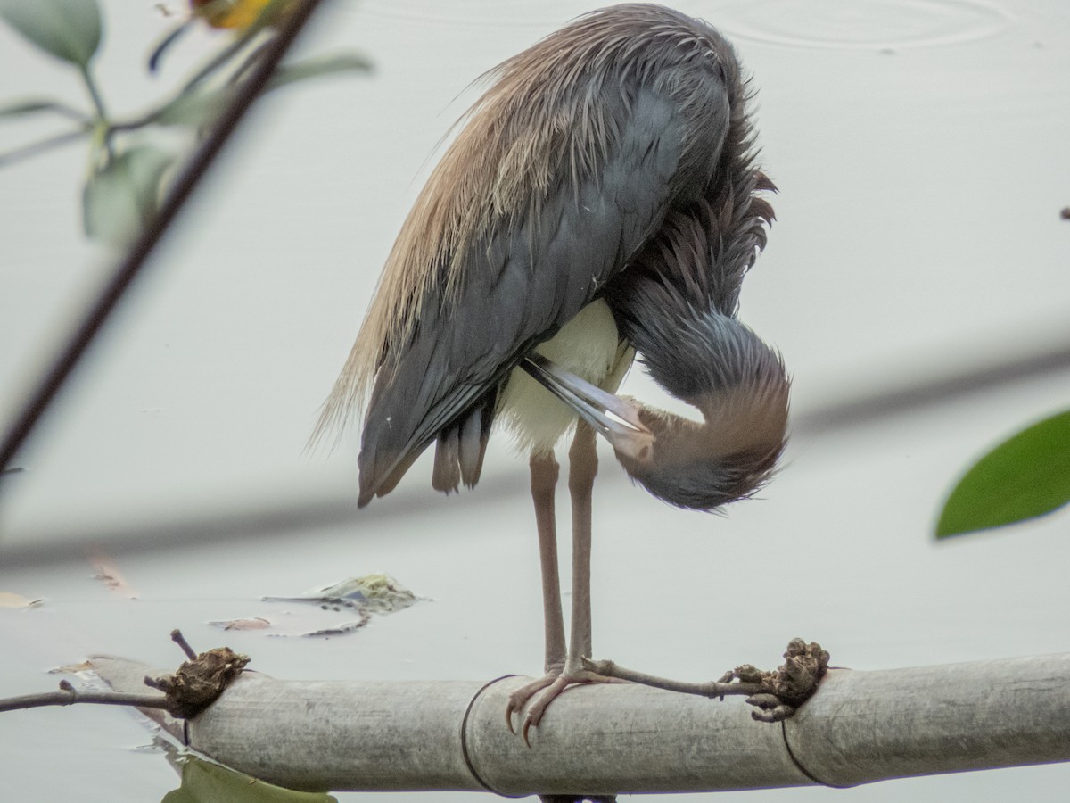 Tricolored Heron - ML588524041