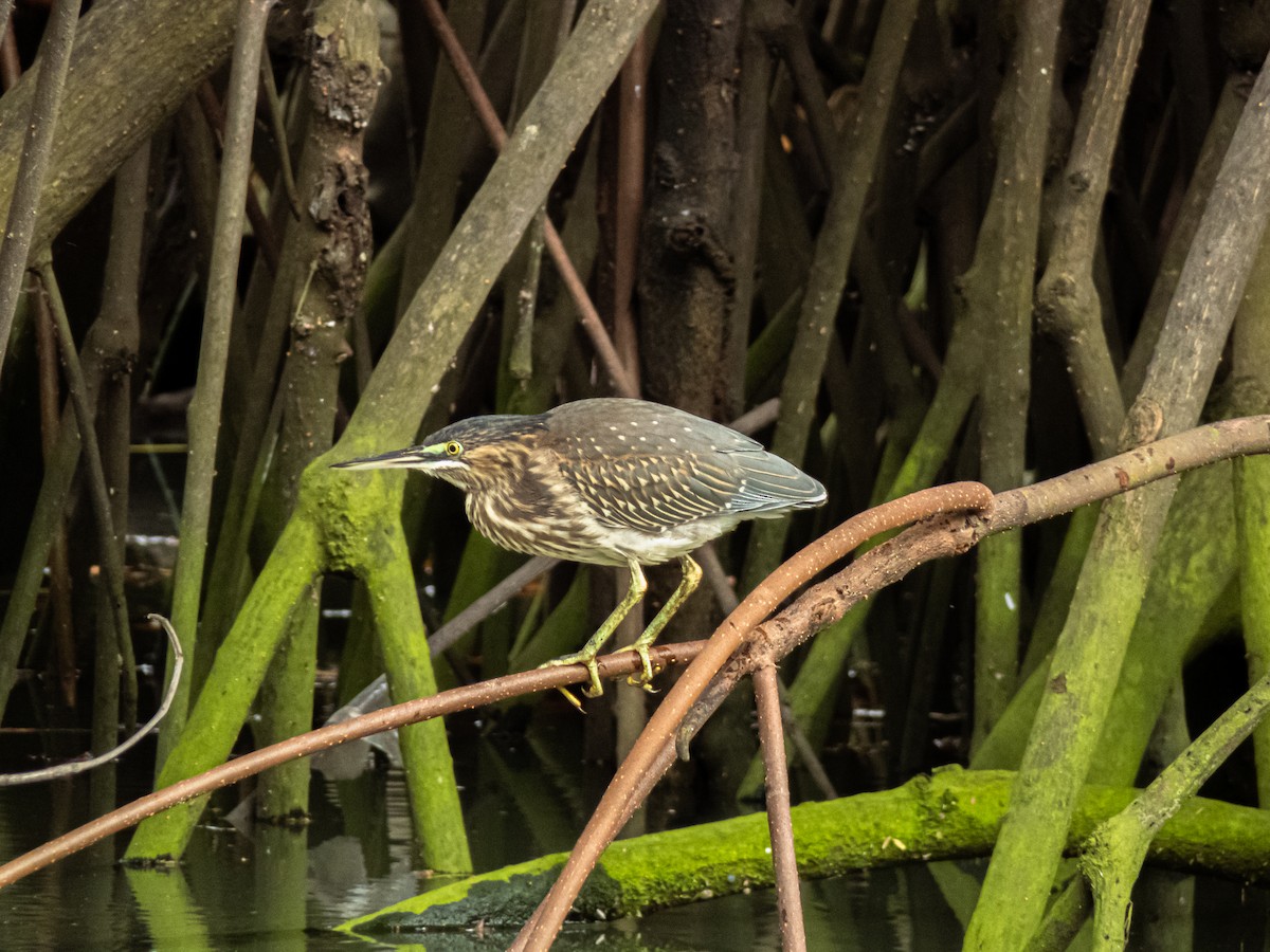 Striated Heron - ML588524441