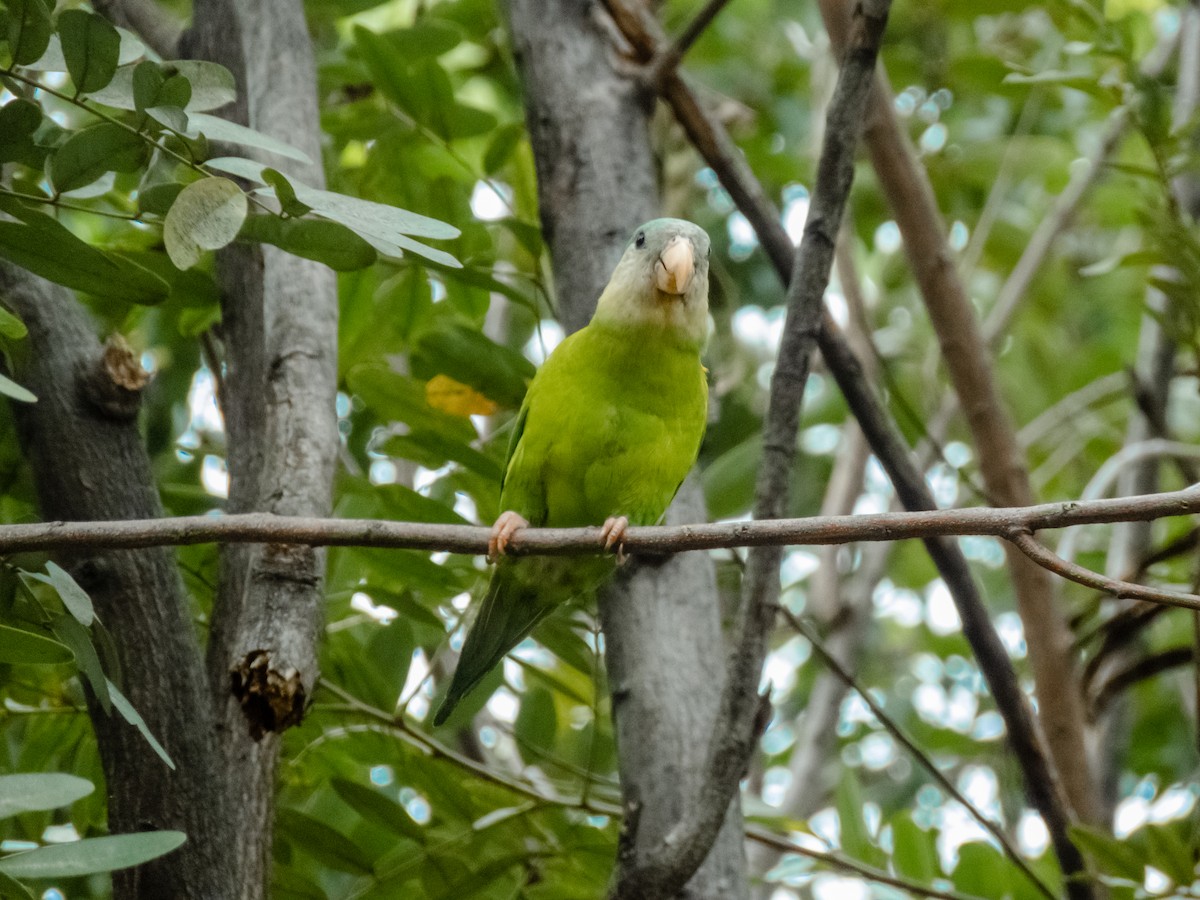 ワタボウシミドリインコ - ML588524541