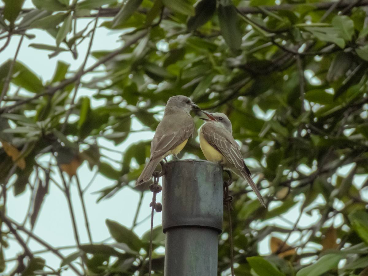 Tropical Kingbird - ML588524801